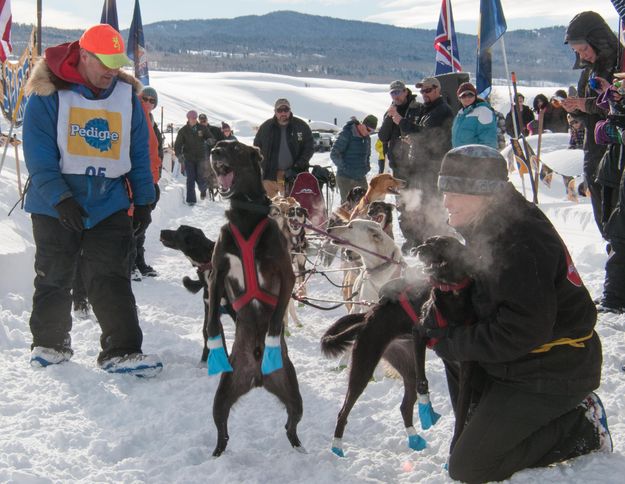 Excited dogs. Photo by Chris Havener.