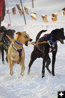 Excited dogs. Photo by Terry Allen.