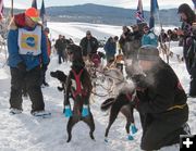 Excited dogs. Photo by Chris Havener.