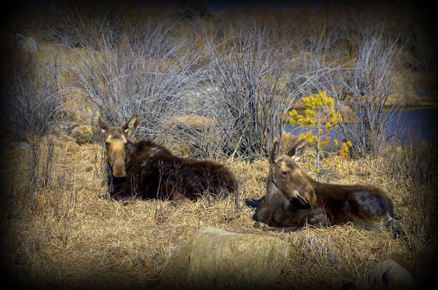 Moose. Photo by Terry Allen.