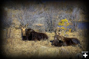 Moose. Photo by Terry Allen.