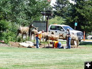 Landscaping for pronghorn. Photo by Pinedale Online.