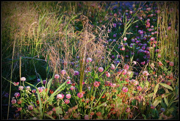 Library Garden. Photo by Terry Allen.