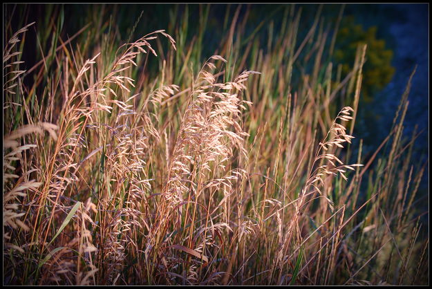 Golden Waves. Photo by Terry Allen.