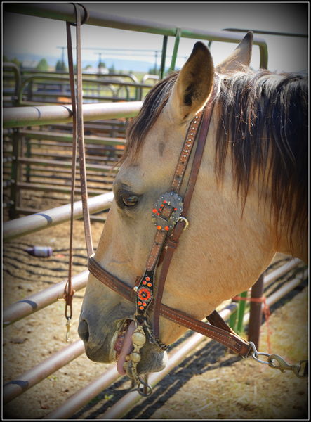 Ready and Waiting. Photo by Terry Allen.