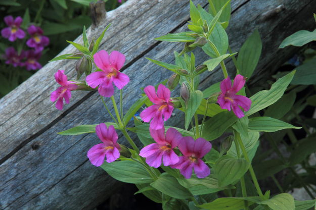 Lewis' Monkeyflower. Photo by Fred Pflughoft.