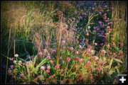 Library Garden. Photo by Terry Allen.