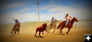 Rope a Steer. Photo by Terry Allen.