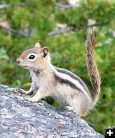 Lightning fast little rascal. Photo by Dawn Ballou, Pinedale Online.