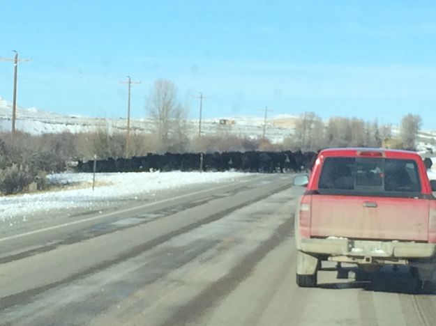 Wyoming traffic jam. Photo by Renee' Smythe.