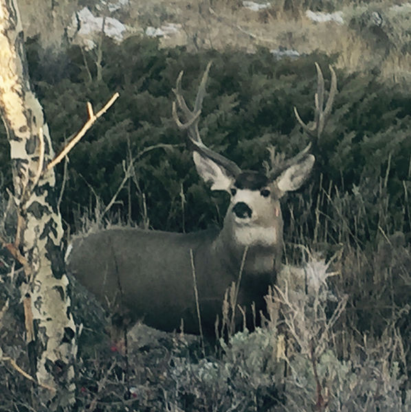 Buck. Photo by Joe Zuback.