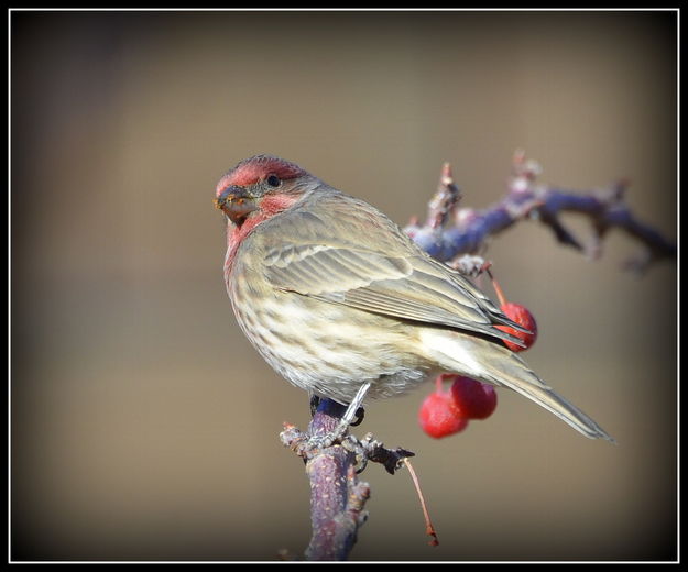 Fluffed up for winter. Photo by Terry Allen.