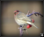 Fluffed up for winter. Photo by Terry Allen.