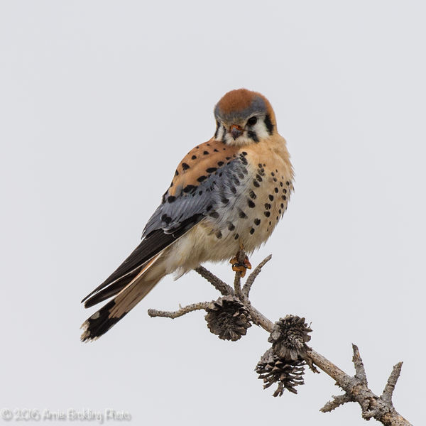 American Kestrel. Photo by Arnold Brokling.