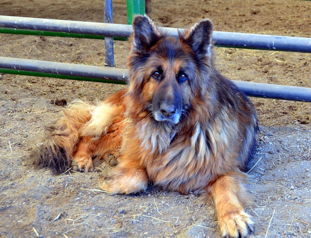 Buddy the Guard Dog. Photo by Terry Allen.