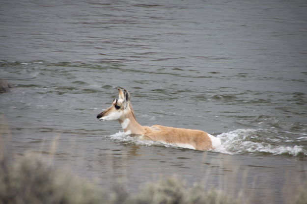 Antelope crossing river. Photo by Jay Warner.