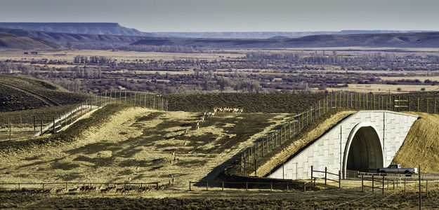 Trapper's Point Wildlife Overpass. Photo by Wildlife Conservation Society.