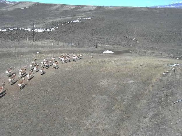 Crossing over. Photo by Trappers Point Wildlife Overpass Webcam.