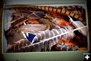 Box of Feathers. Photo by Terry Allen.