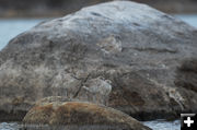 Sandpipers. Photo by Arnold Brokling.