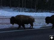 Snow road bison. Photo by Larry McCullough.