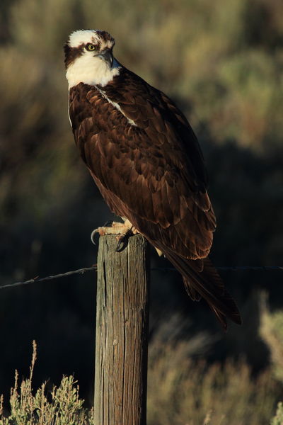 Osprey. Photo by Fred Pflughoft.