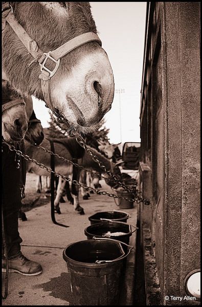 Getting Water After the Game. Photo by Terry Allen.