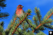 Cassins Finch. Photo by Fred Pflughoft.