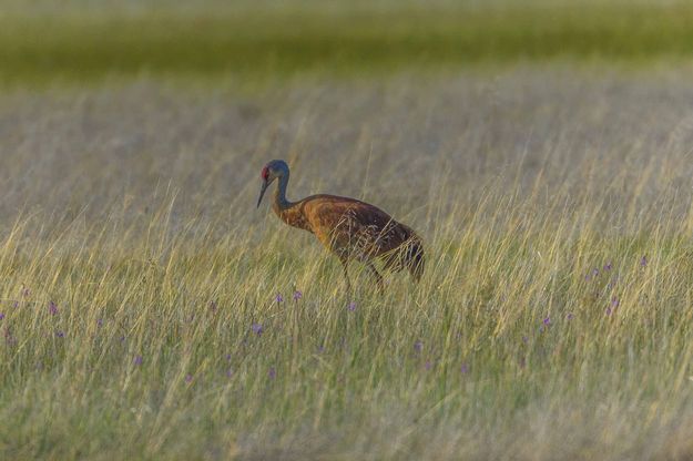 Sandhill Crane. Photo by Dave Bell.