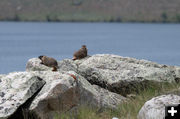 Marmots watching. Photo by Arnold Brokling.