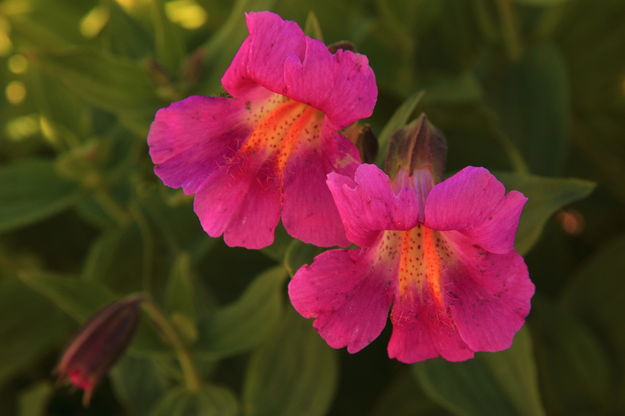 Pink Monkey Flowers. Photo by Fred Pflughoft.