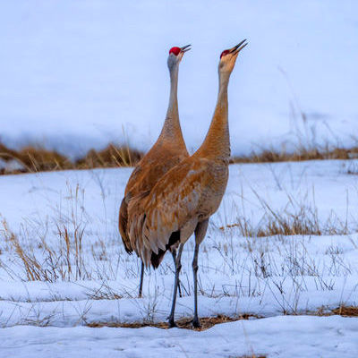 Sandhill Cranes. Photo by Dave Bell.