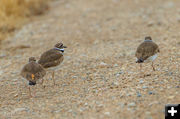 Kildeer. Photo by Dave Bell.