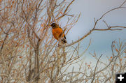 Robin. Photo by Dave Bell.