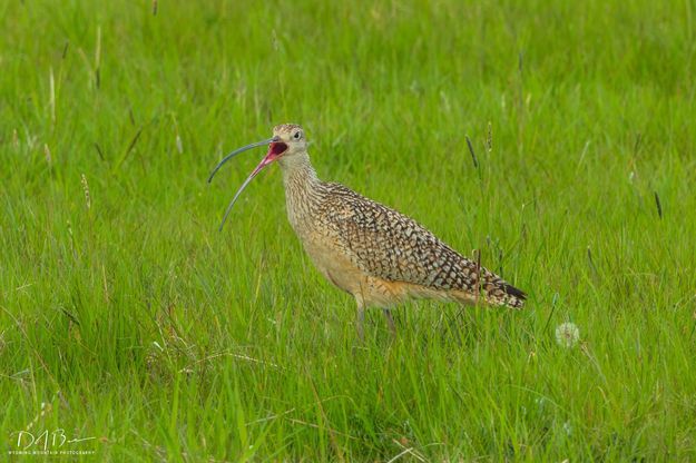 Long billed curlew. Photo by Dave Bell.