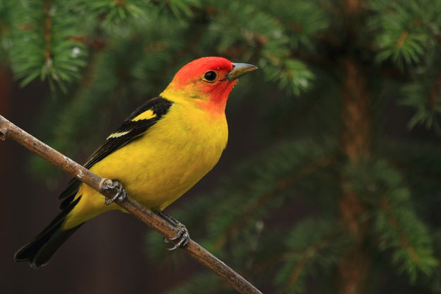 Baltimore Oriole. Photo by Fred Pflughoft.