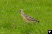 Long billed curlew. Photo by Dave Bell.