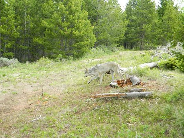 Grand County Wolf 1. Photo by Jessica Freeman.