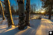 Aspen trees. Photo by Dave Bell.