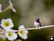 Broad Tailed Hummingbird. Photo by Tony Vitolo.