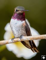 Broad Tailed Hummingbird. Photo by Tony Vitolo.