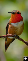 Hummingbird. Photo by Tony Vitolo.