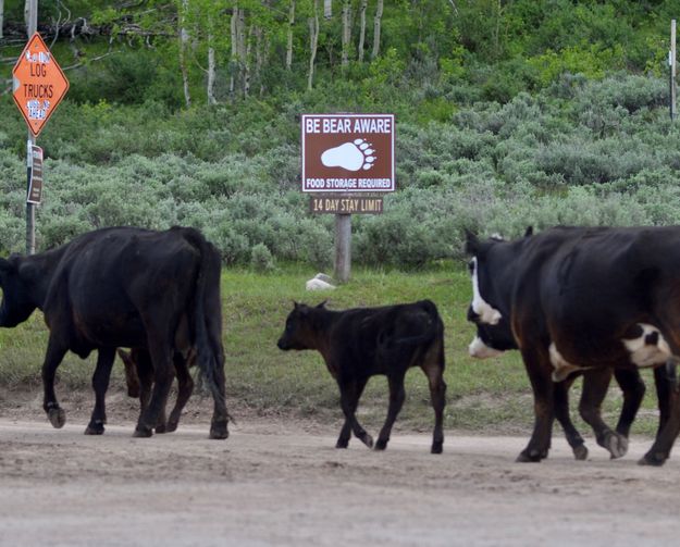 Entering Griz Country. Photo by Rob Tolley.