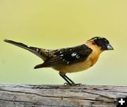 Black headed grosbeak. Photo by Rob Tolley.