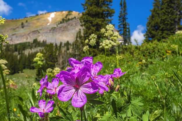 Sticky Geraniums. Photo by Dave Bell.