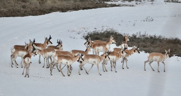 Antelope. Photo by Rob Tolley.