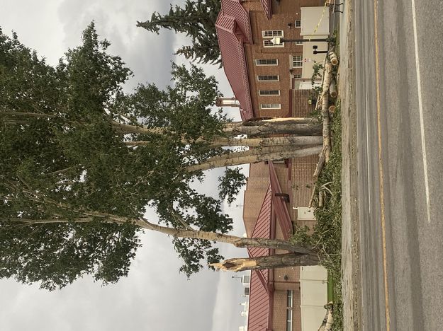 Downed tree. Photo by Sublette County Sheriff's Office.