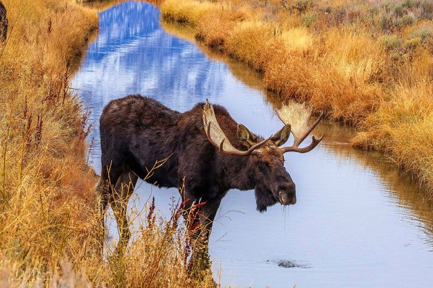 Moose. Photo by Dave Bell.