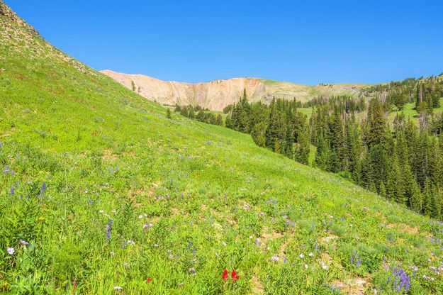 Alpine Scenery. Photo by Dave Bell.