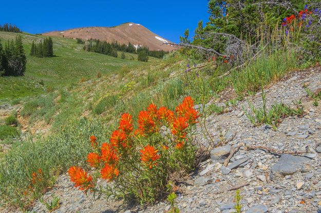 Orange Paintbrush. Photo by Dave Bell.